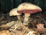 Caloboletus firmus image
