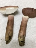 Tylopilus violatinctus image