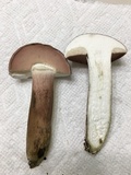 Tylopilus violatinctus image