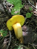 Aureoboletus innixus image