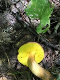 Aureoboletus innixus image