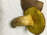 Aureoboletus innixus image