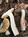 Xanthoconium purpureum image