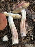 Xanthoconium purpureum image