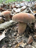 Boletus durhamensis image