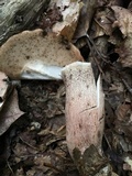 Boletus durhamensis image