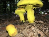 Pulveroboletus ravenelii image