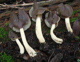 Helvella compressa image