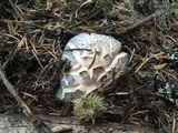 Albatrellus flettii image