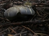 Albatrellus flettii image