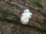 Fomitopsis officinalis image