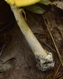 Amanita banningiana image