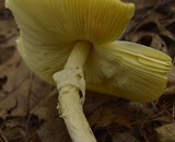 Amanita banningiana image