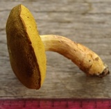 Boletus ferrugineus image