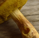 Boletus ferrugineus image