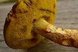 Boletus ferrugineus image