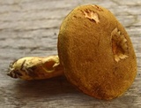 Boletus ferrugineus image