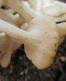 Polyporus umbellatus image