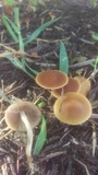 Agrocybe arvalis image