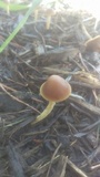 Agrocybe arvalis image