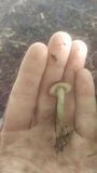 Agrocybe arvalis image