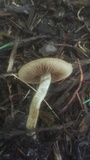 Agrocybe arvalis image