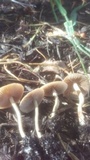 Agrocybe arvalis image