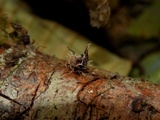 Akanthomyces aranearum image