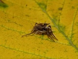 Akanthomyces aranearum image