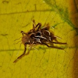 Akanthomyces aranearum image
