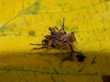 Akanthomyces aranearum image