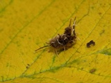 Akanthomyces aranearum image