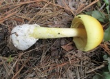 Amanita arkansana image