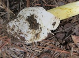 Amanita arkansana image