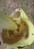 Amanita arkansana image