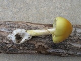 Amanita arkansana image