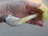 Amanita arkansana image