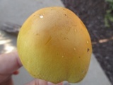 Amanita arkansana image