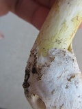 Amanita arkansana image