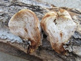 Entoloma abortivum image