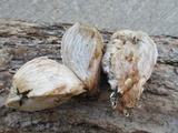 Entoloma abortivum image
