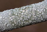 Ochrolechia africana image