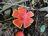 Hygrocybe punicea image