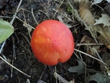 Hygrocybe punicea image