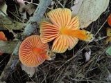 Hygrocybe punicea image