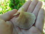 Panus lecomtei image