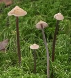 Entoloma conicum image