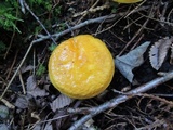 Suillus grevillei image
