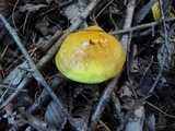 Suillus grevillei image