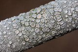 Ochrolechia africana image